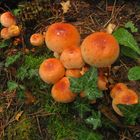 pour Noël,  délice caramel ... sur canapé forestier