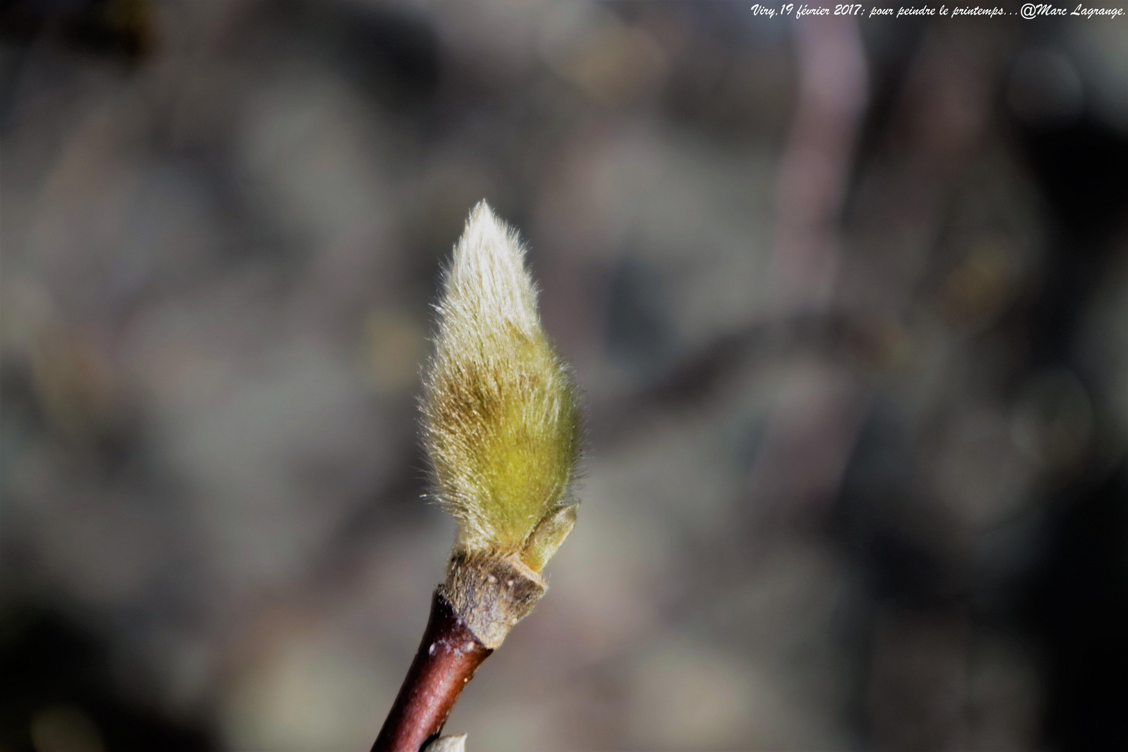 Pour peindre le printemps...