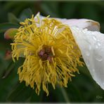 Pour s'abriter de la pluie