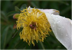 Pour s'abriter de la pluie