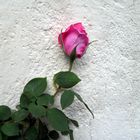 Pour toi .... ma première rose