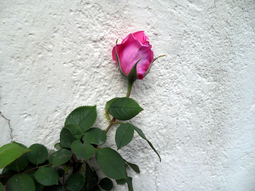 Pour toi .... ma première rose