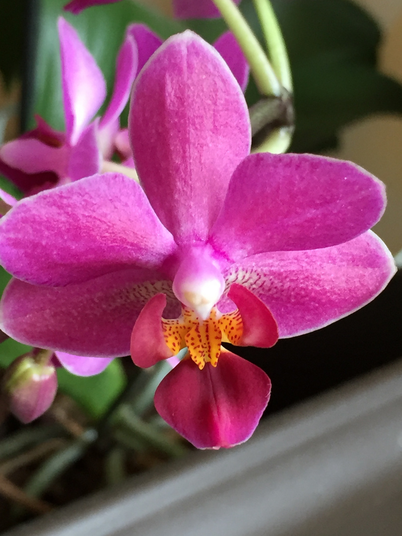 Pour Ton Anniversaire Elise Photo Et Image Fleurs Orchidees Nature Images Fotocommunity Pour Ton Anniversaire Elise Photo Et Image Fleurs Orchidees Nature Images Fotocommunity