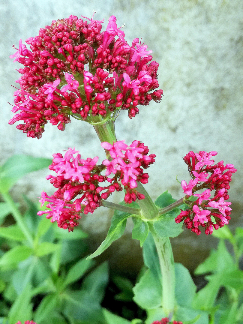 pour un lundi en rose/rouge !