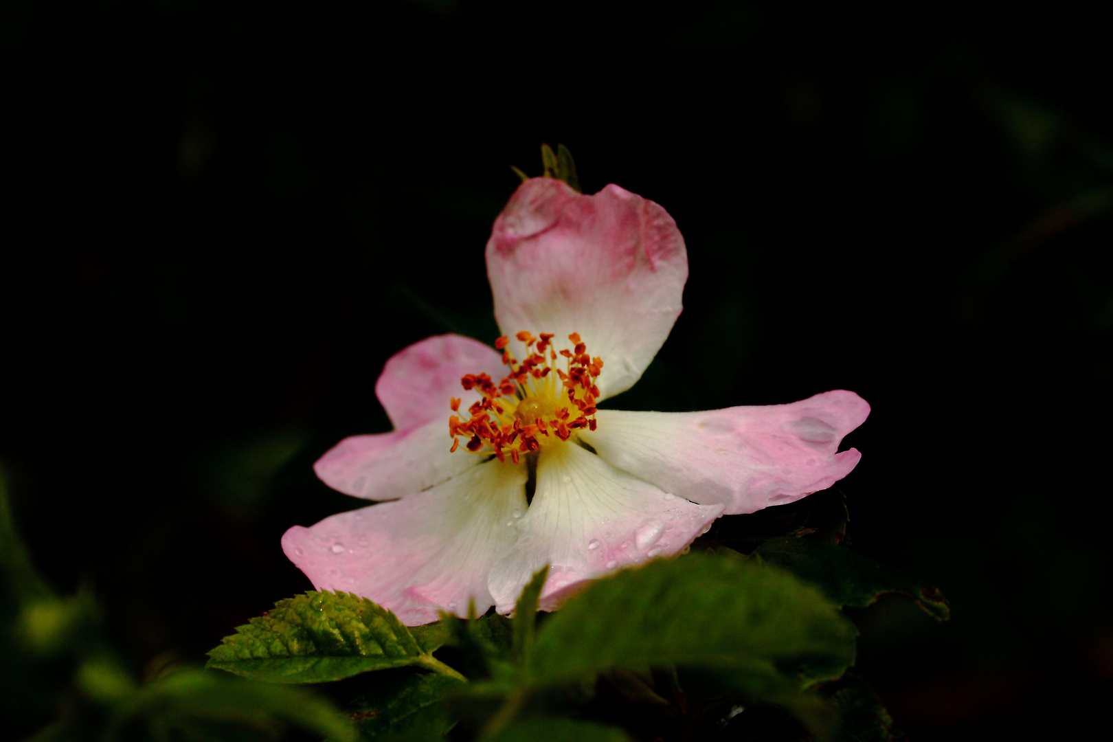 pour une églantine