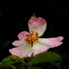 pour une églantine