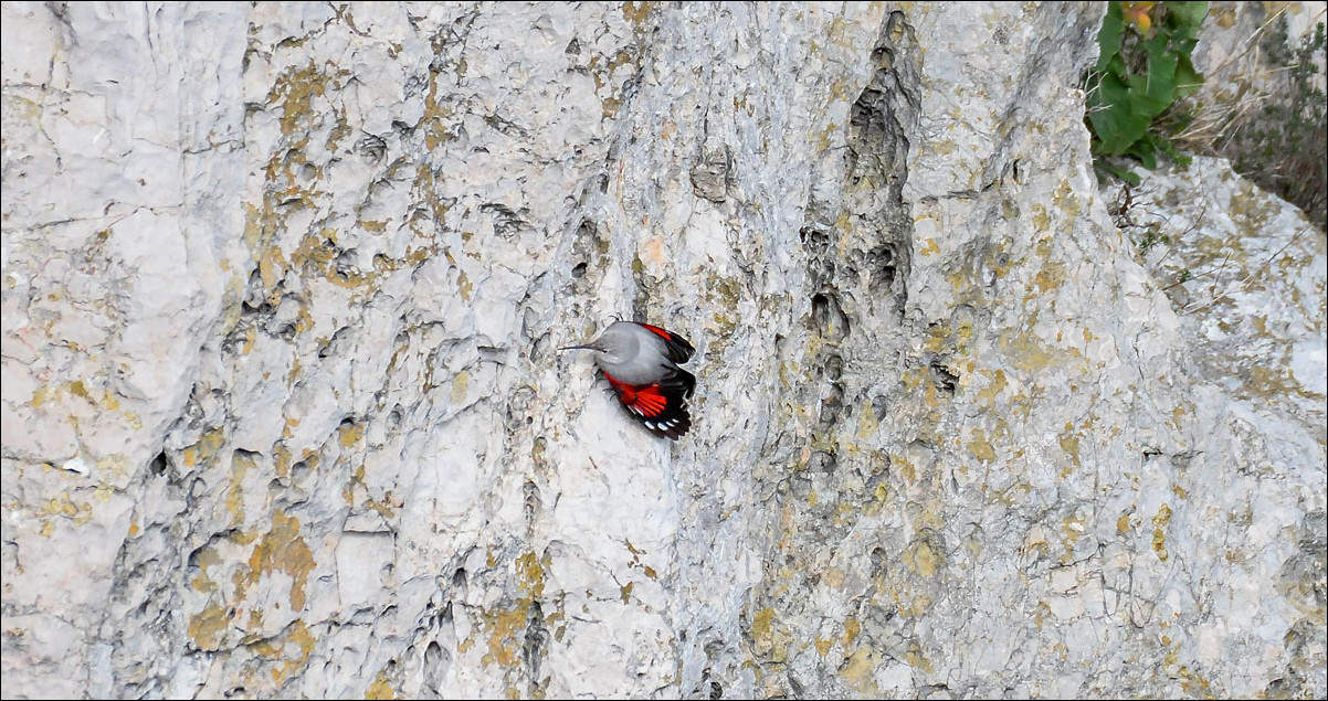 Pour voir ses belles ailes rouges