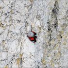 Pour voir ses belles ailes rouges