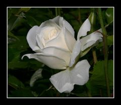 "Pour vous Gentes Dames  les premières roses de mon jardin"