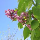 Pour vous, ma première fleur de lilas ...