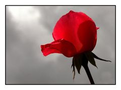 " Pour vous Mesdames petite rose sous un vrai ciel d’automne "