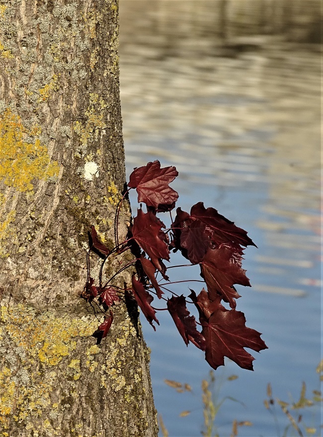 Pourpre