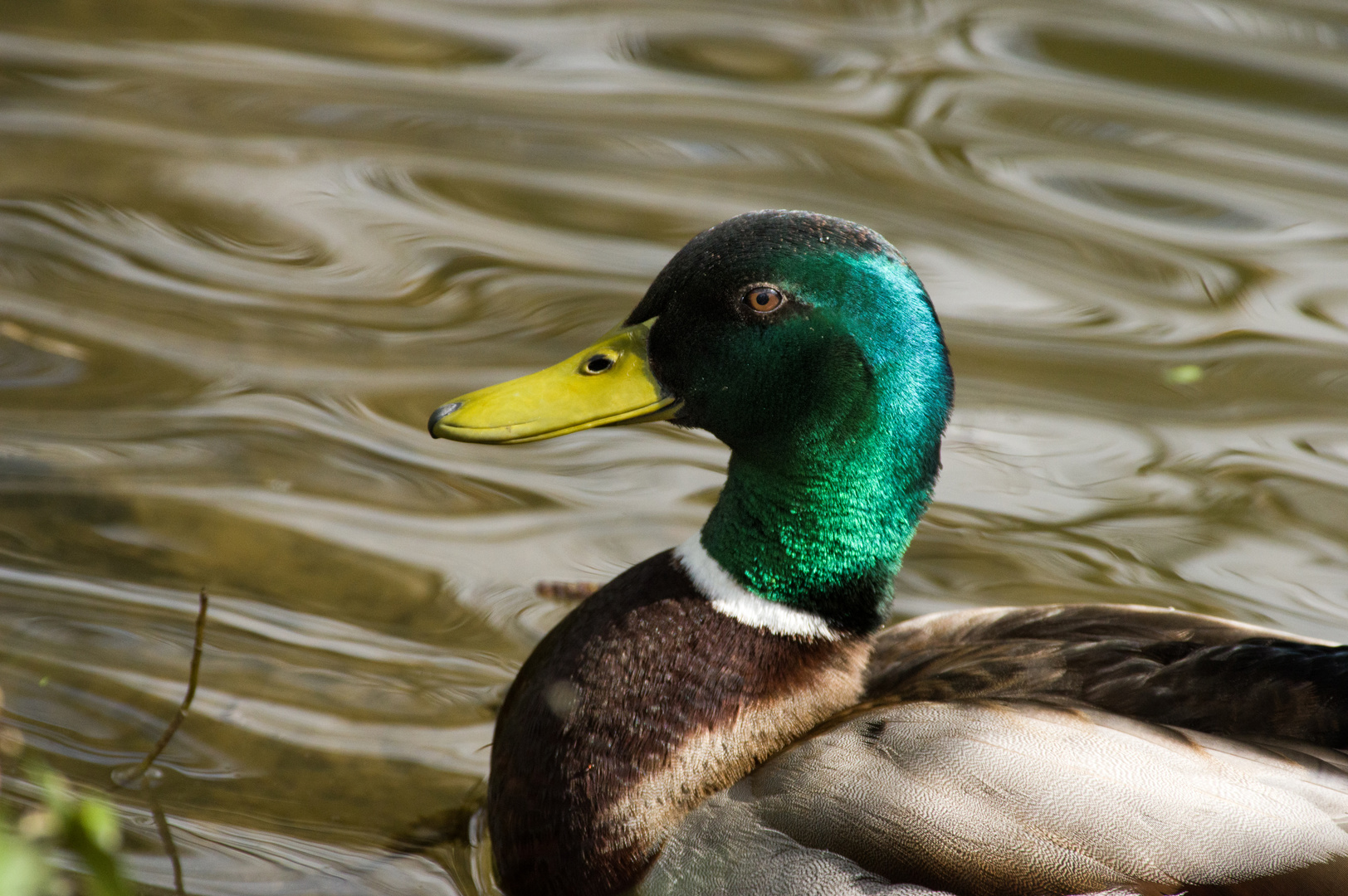 pourquoi dit-on un 'colvert' ? hein Maman ?