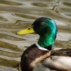 pourquoi dit-on un 'colvert' ? hein Maman ?