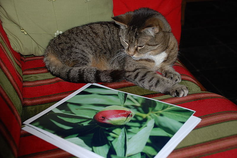 Pourquoi ne m'a-t-elle pas photographié une souris ?