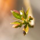 Pousse de bougainvillier