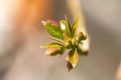 Pousse de bougainvillier