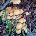 Poussée de champignons avant les gelées