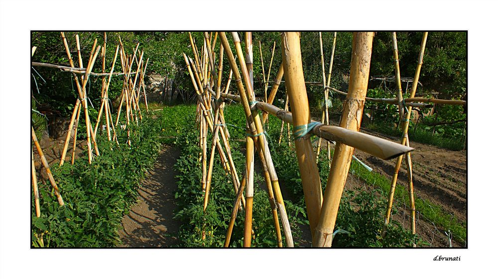 Pousses de tomates.