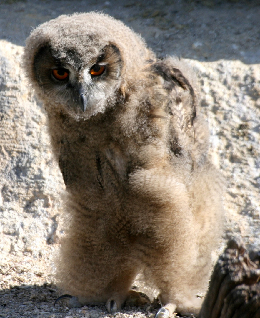 poussin du hibou grand duc