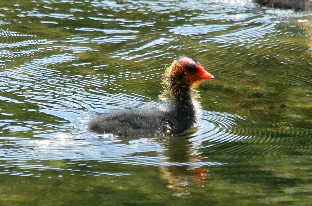 Poussin Foulque noire