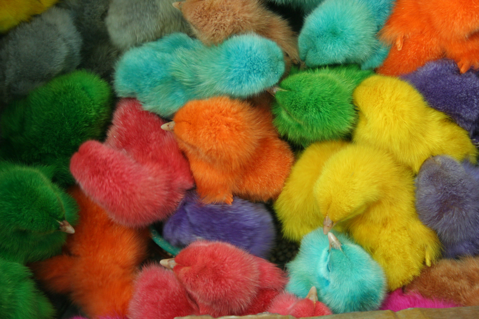 poussins colorés