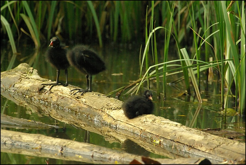 Poussins d'une poule d'eau