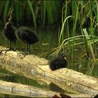 Poussins d'une poule d'eau