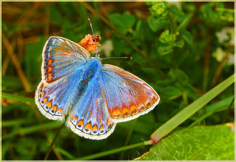 Powder Blue