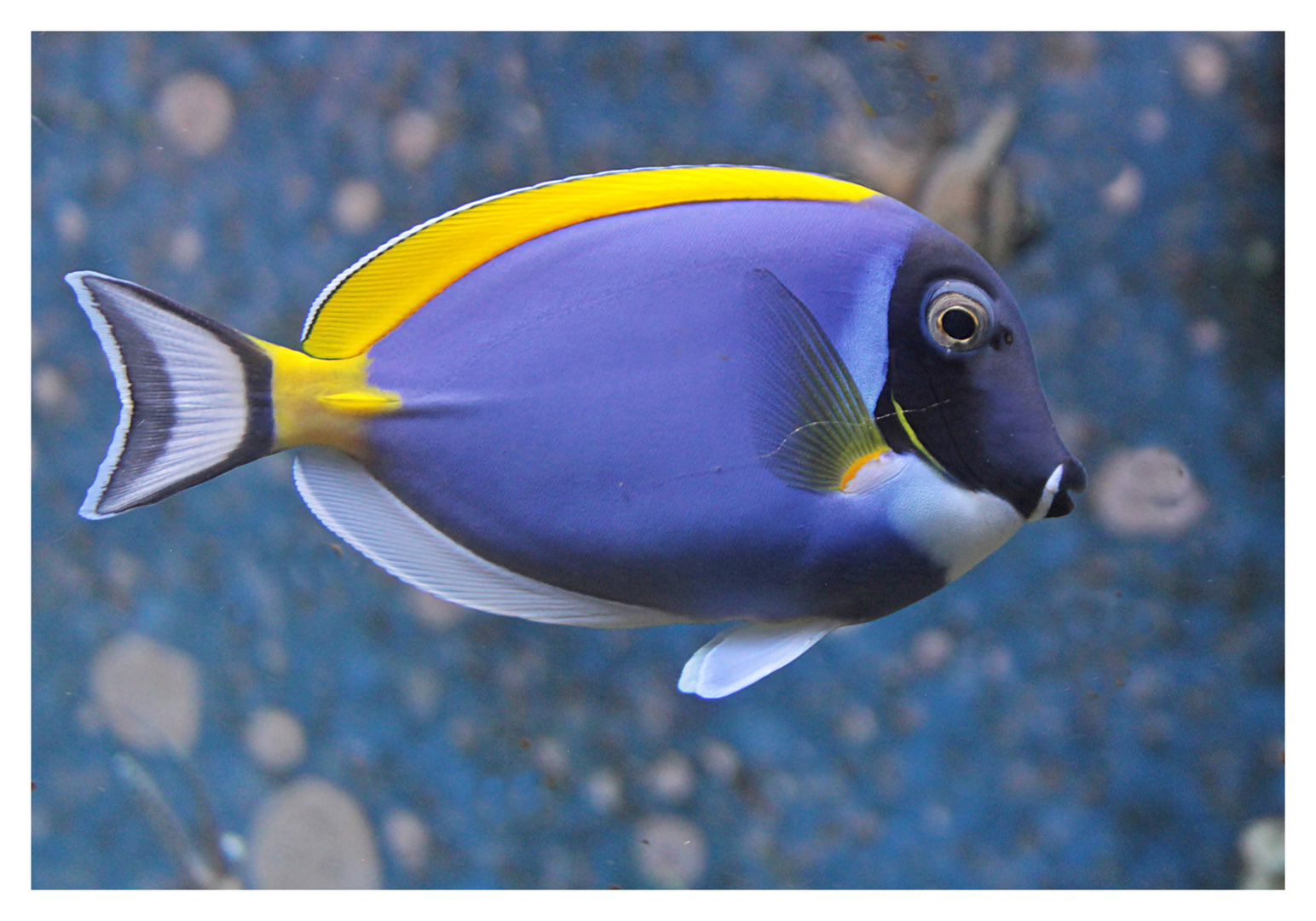 Powder Blue Tang