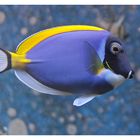 Powder Blue Tang