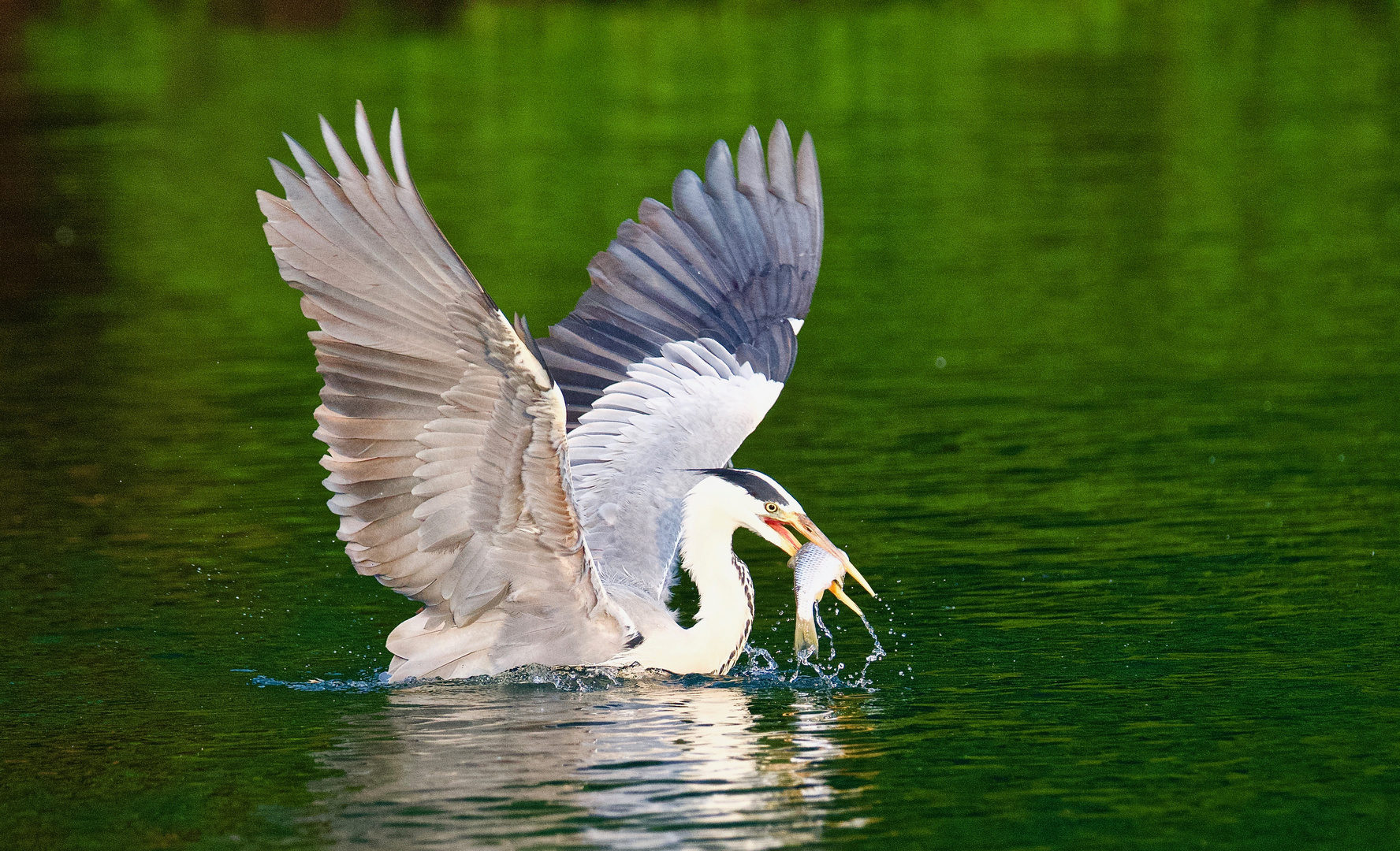 Power Bird tankt Energiespeicher auf