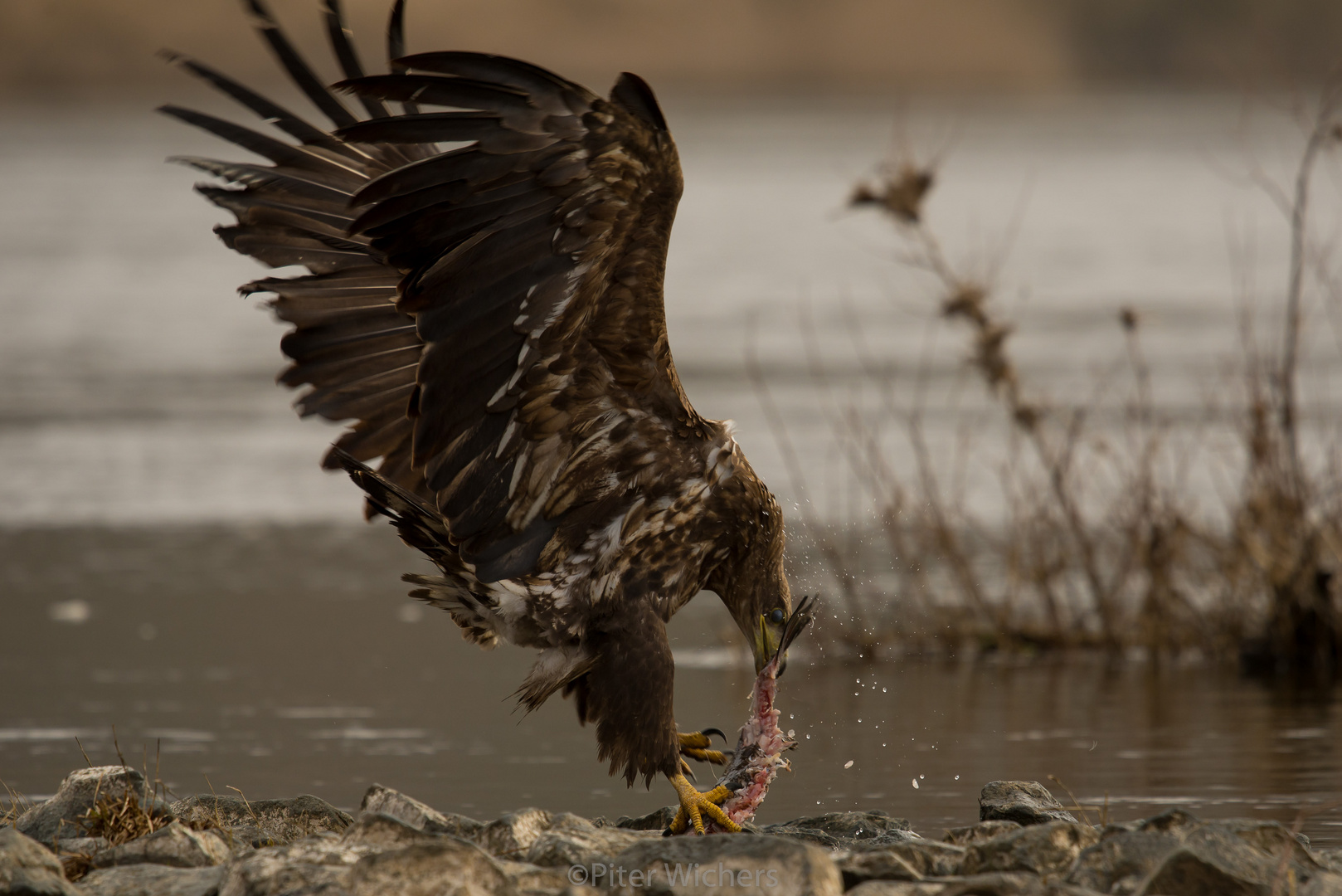 Power hat der junge Seeadler gezeigt..