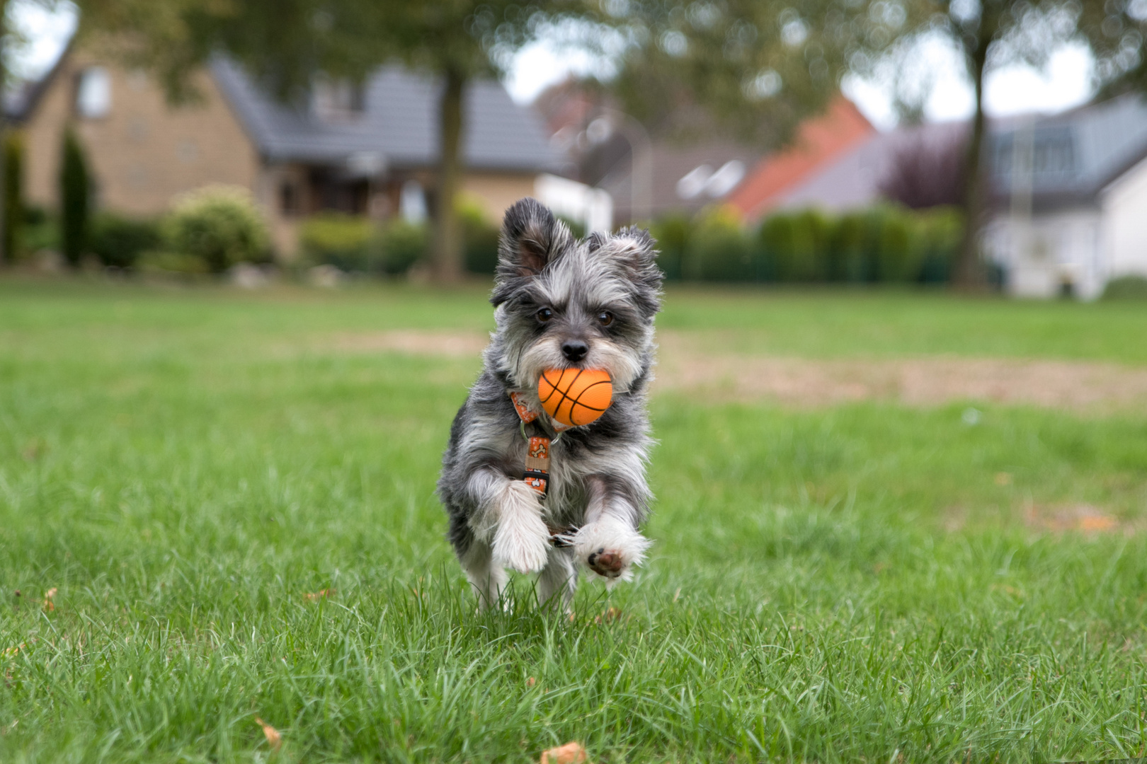 Power Hund