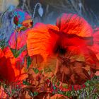 Power Mohn