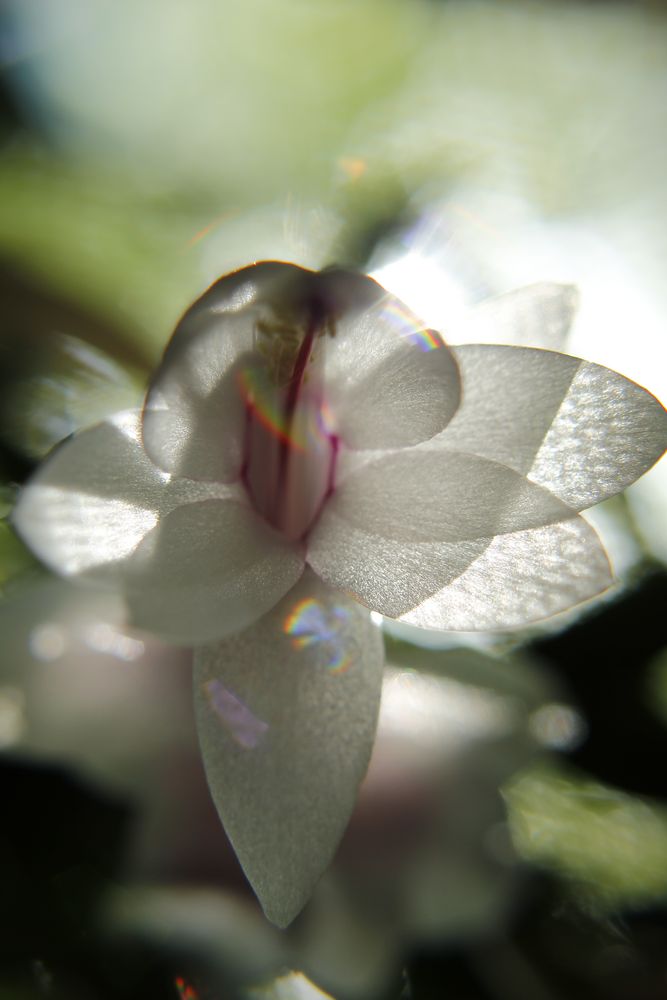 Power of Cactus flower von Nadine H.S. 