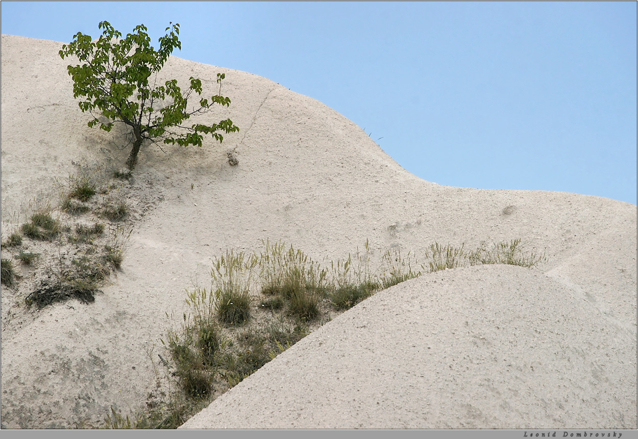 Power of Life - a tree and wild wheat