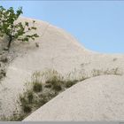 Power of Life - a tree and wild wheat