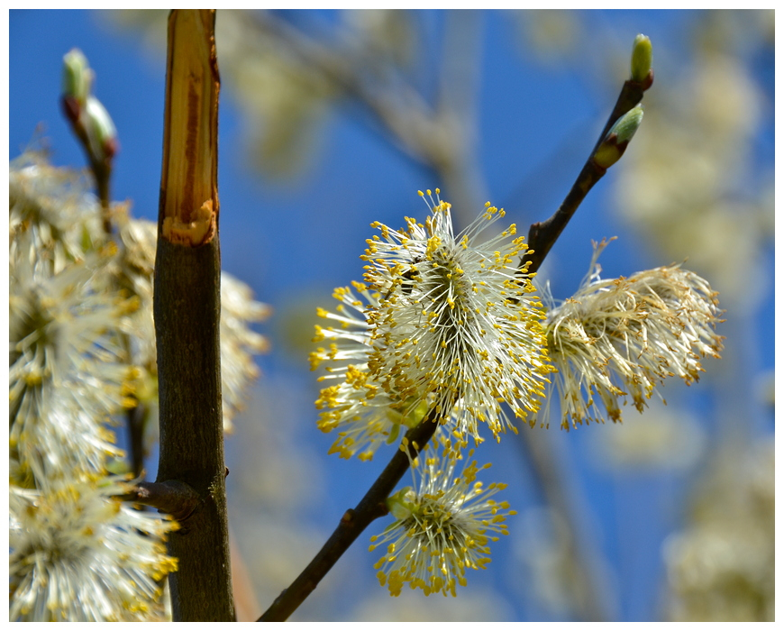 Power of Springtime