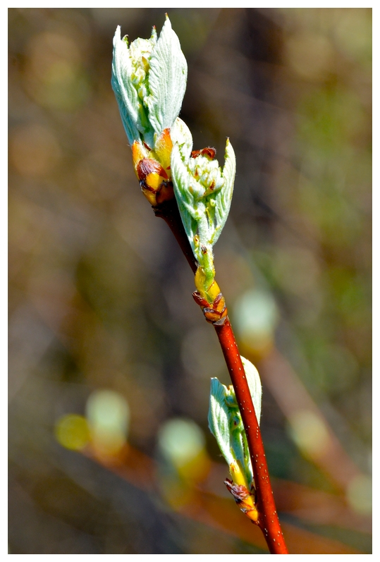 Power of Springtime II