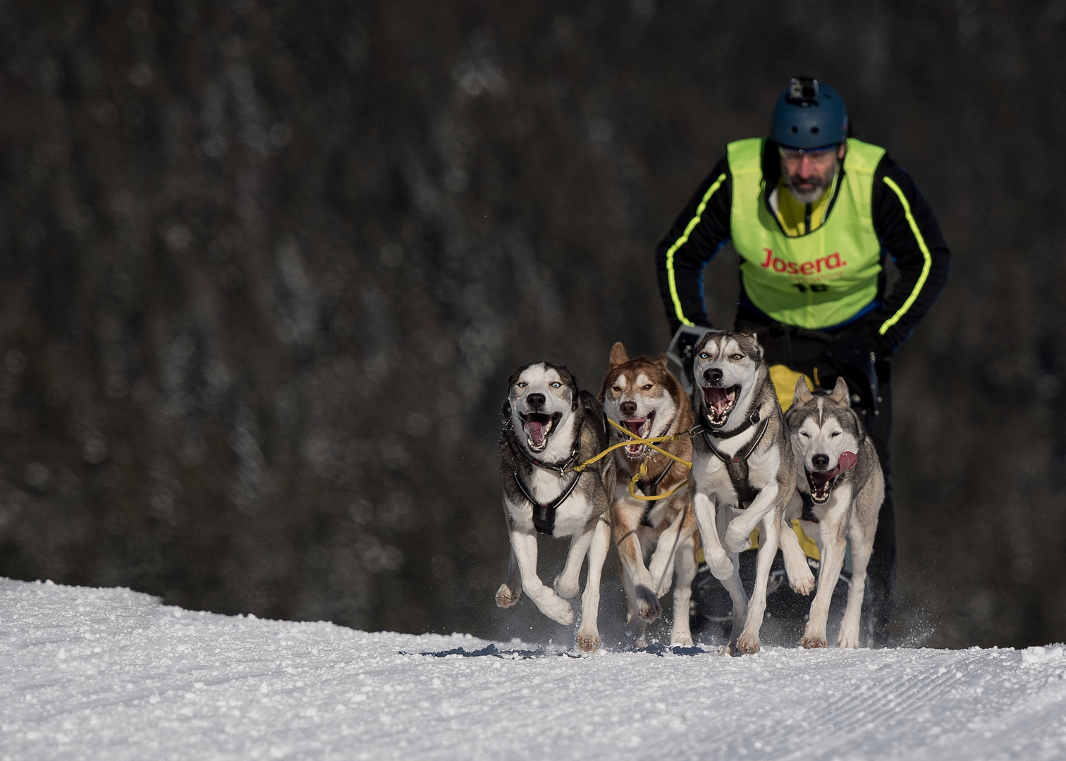 Power ohne Ende haben diese Schlittenhunde