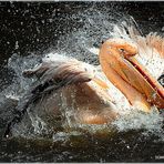 "power splash"