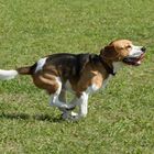 Powerbeagle...