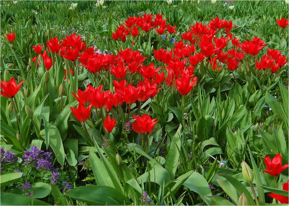 Powerfarben des Frühlings