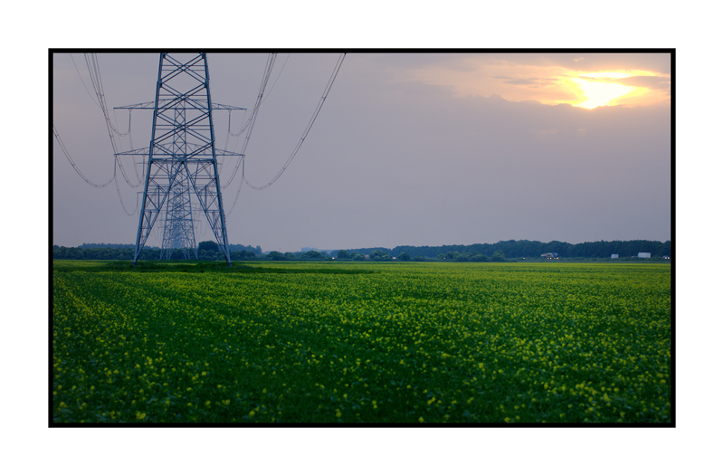 Powerlines over yellow rapeseed