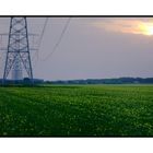 Powerlines over yellow rapeseed