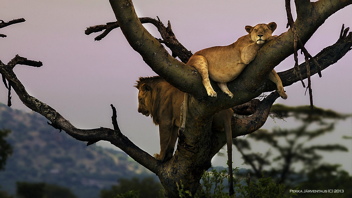 Powernap in Serengeti