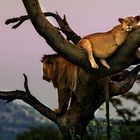 Powernap in Serengeti