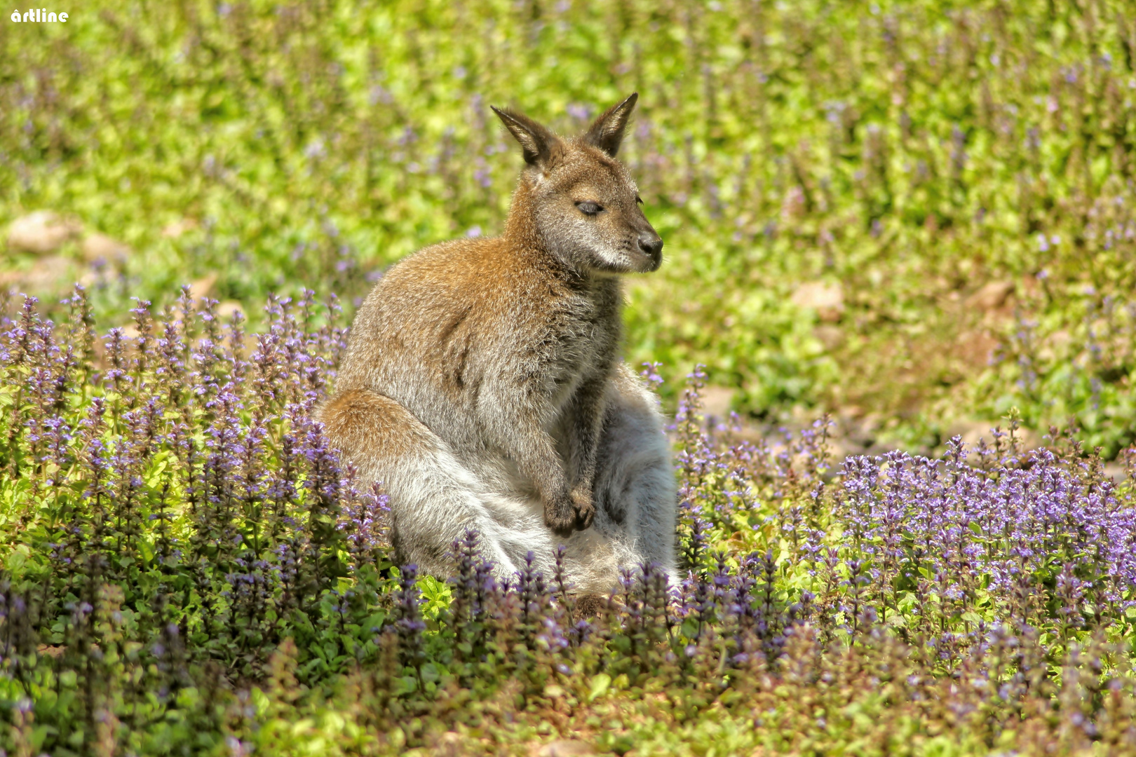 "Powernapping in Down Under "