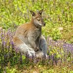 "Powernapping in Down Under "